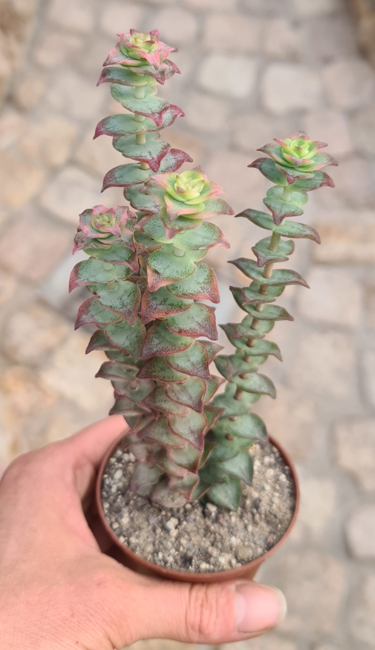 Crassula perforata variegata
