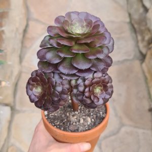 Aeonium arboreum cv. Blushing Beauty
