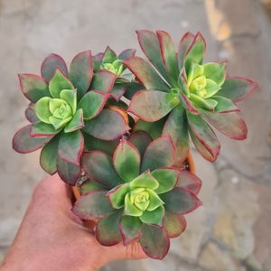 Aeonium haworthii variegata cv. Kiwi