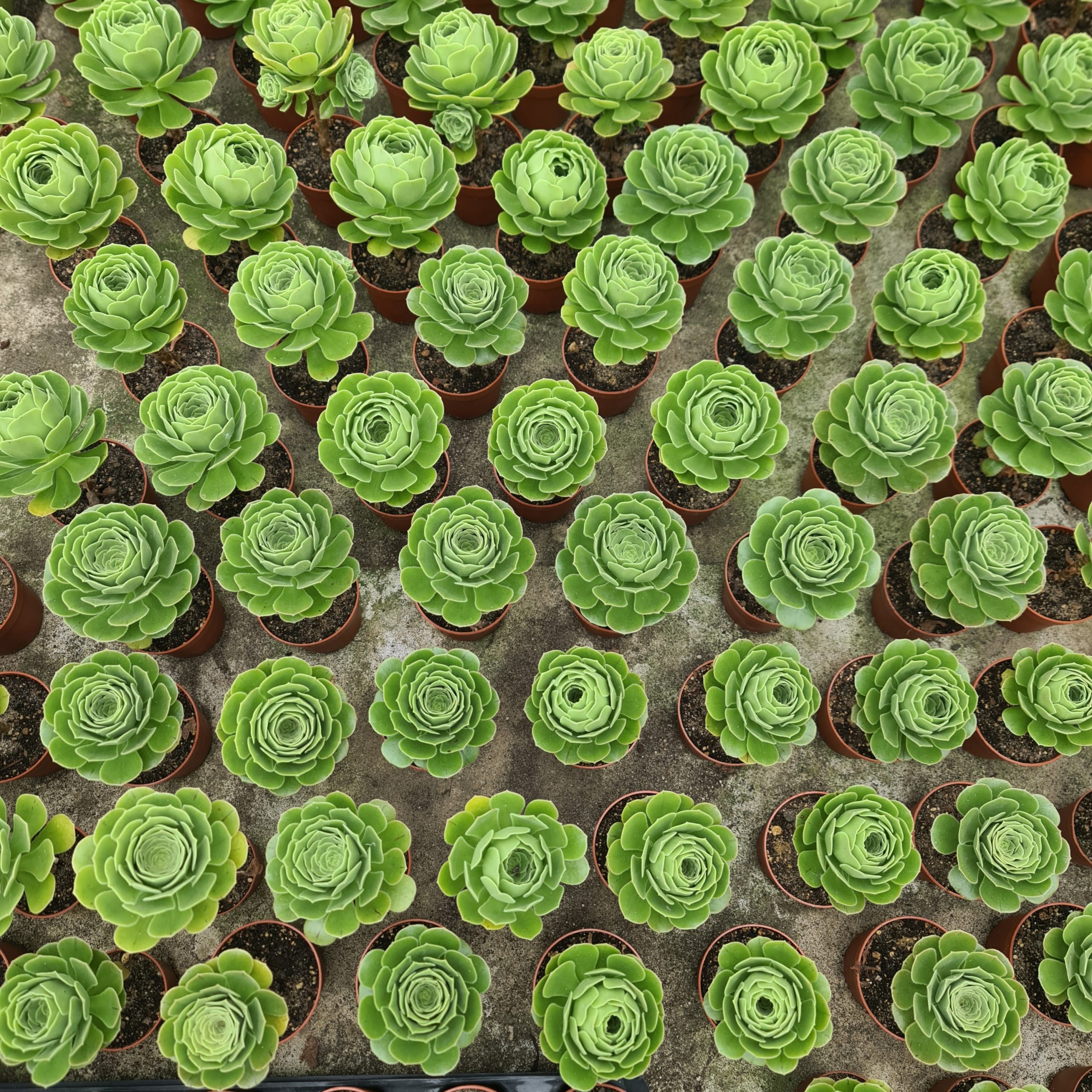 Aeonium arboreum