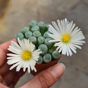 Fenestraria aurantiaca