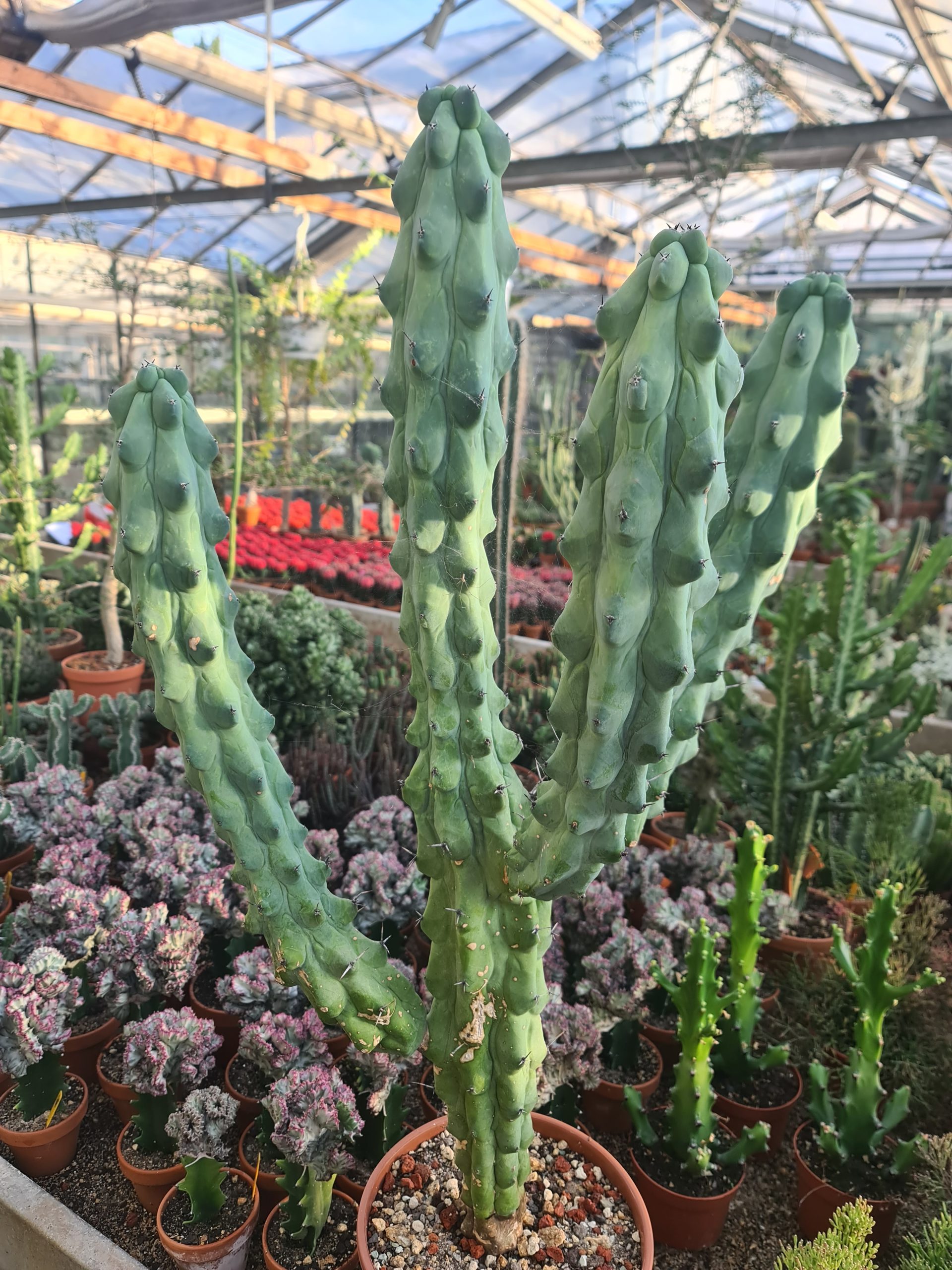 Myrtillocactus geometrizans cv. fukurokuryuzinboku