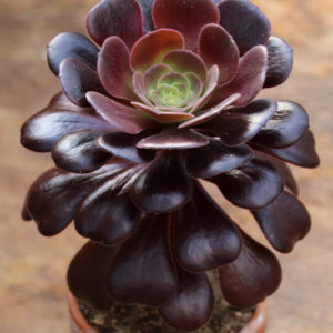 Aeonium