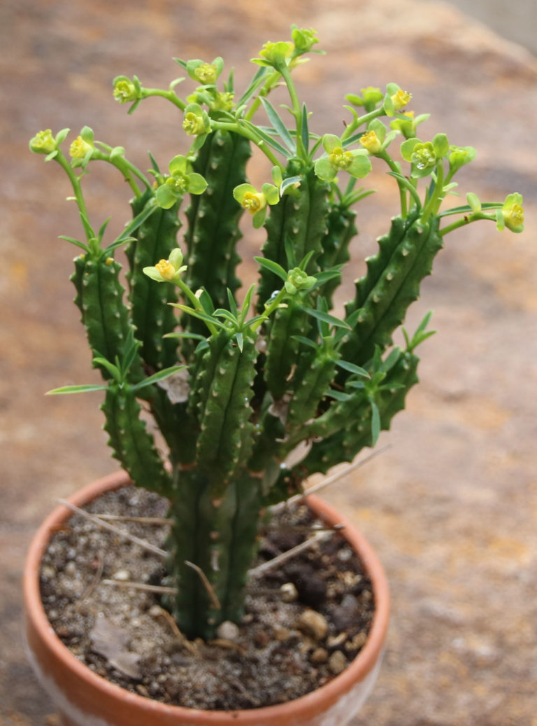 Euphorbia loricata