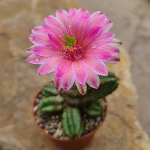 Echinocereus gentryi
