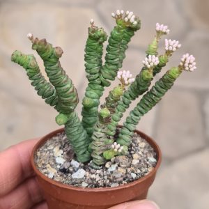 Crassula marnieriana