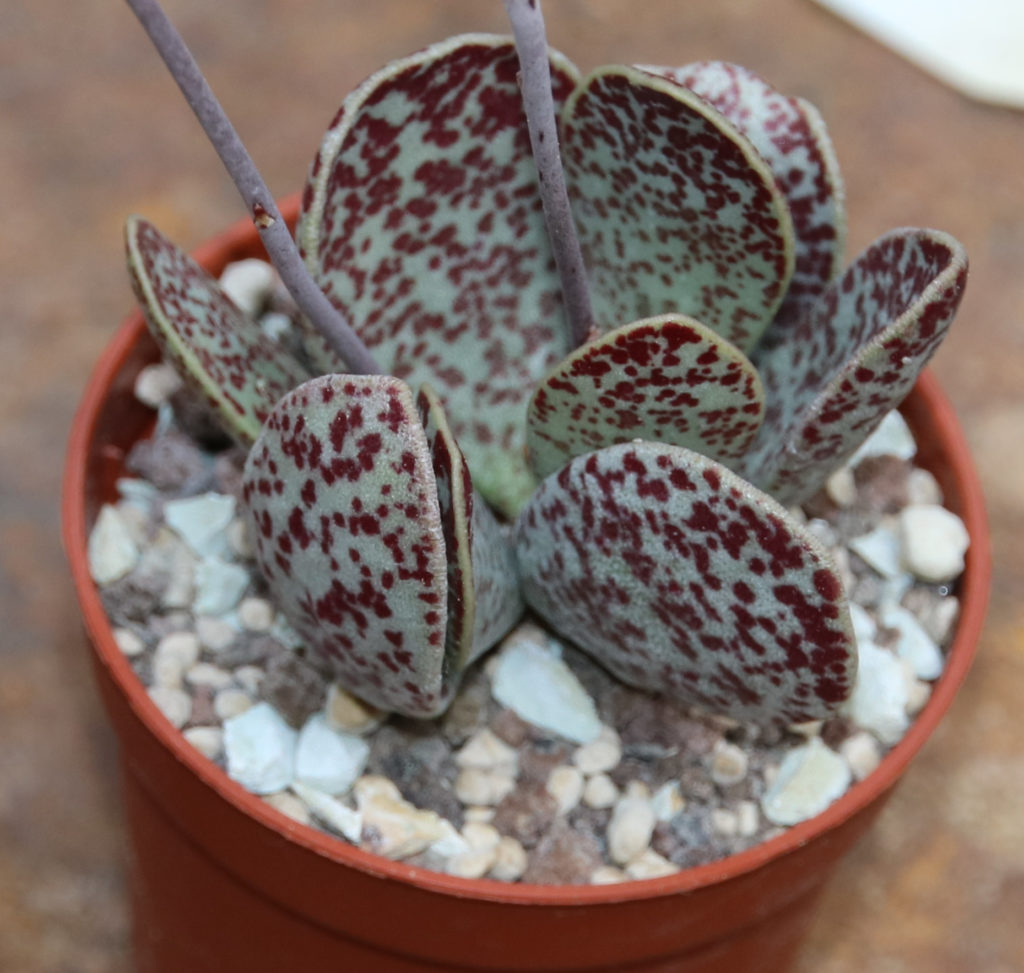 Adromischus trigynus