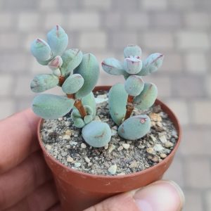Crassula sericea