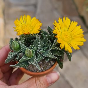 Faucaria tigrina