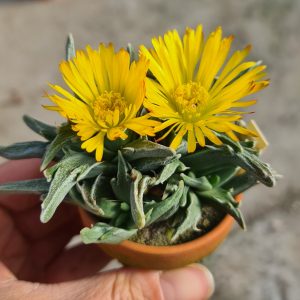 Faucaria selekce