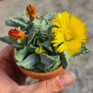 Faucaria speciosa