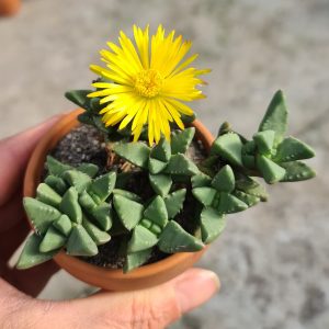 Faucaria subintegra