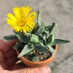 Faucaria lupina