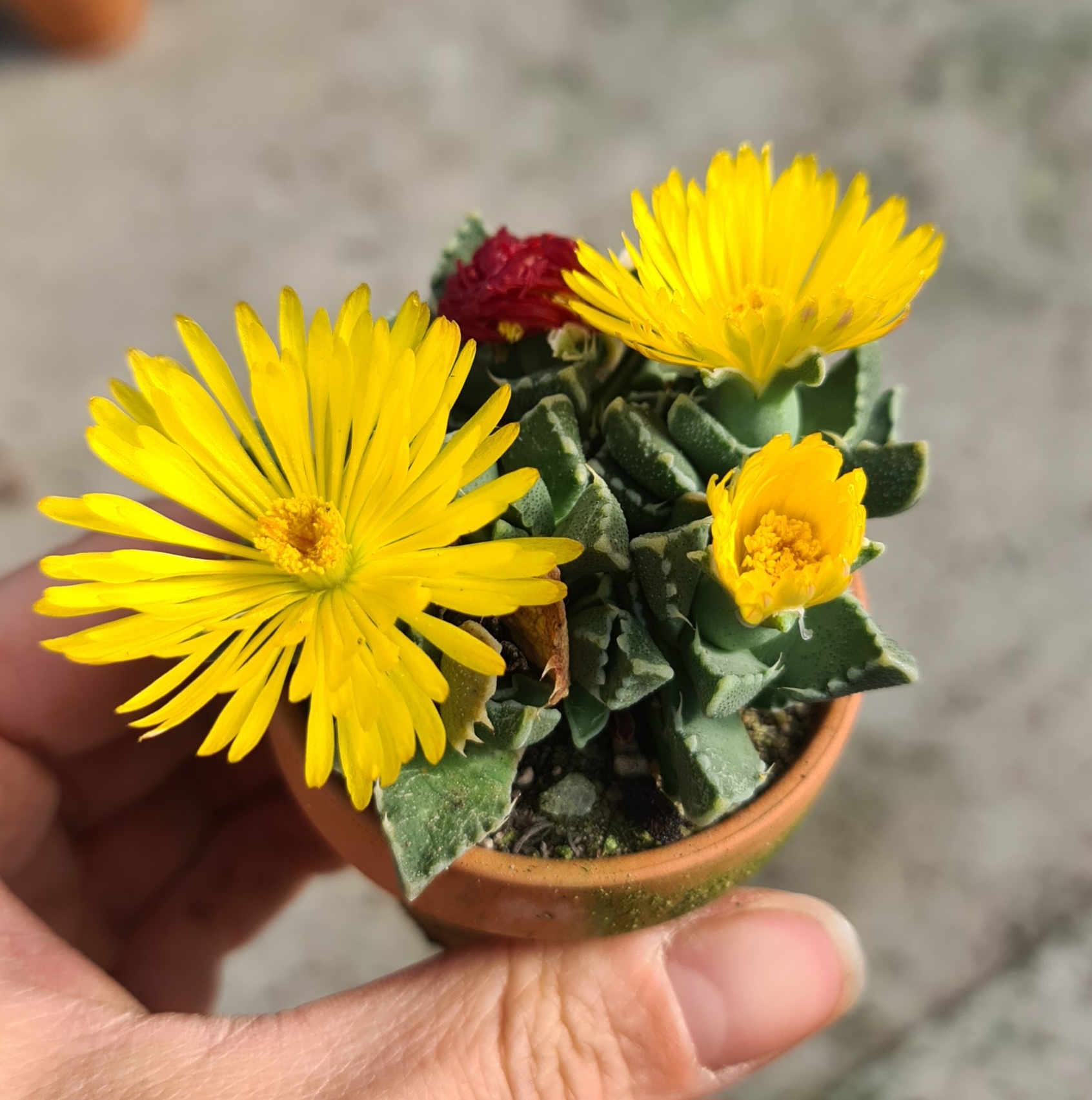 Faucaria pearston