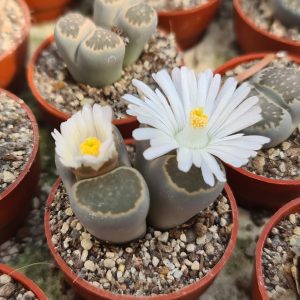 Lithops salicola