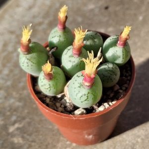 Conophytum ficiforme "platicum"