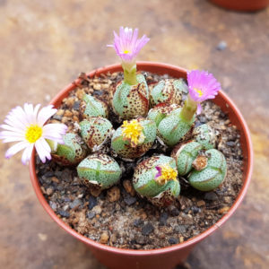 Conophytum taylorianum ssp. ernianum