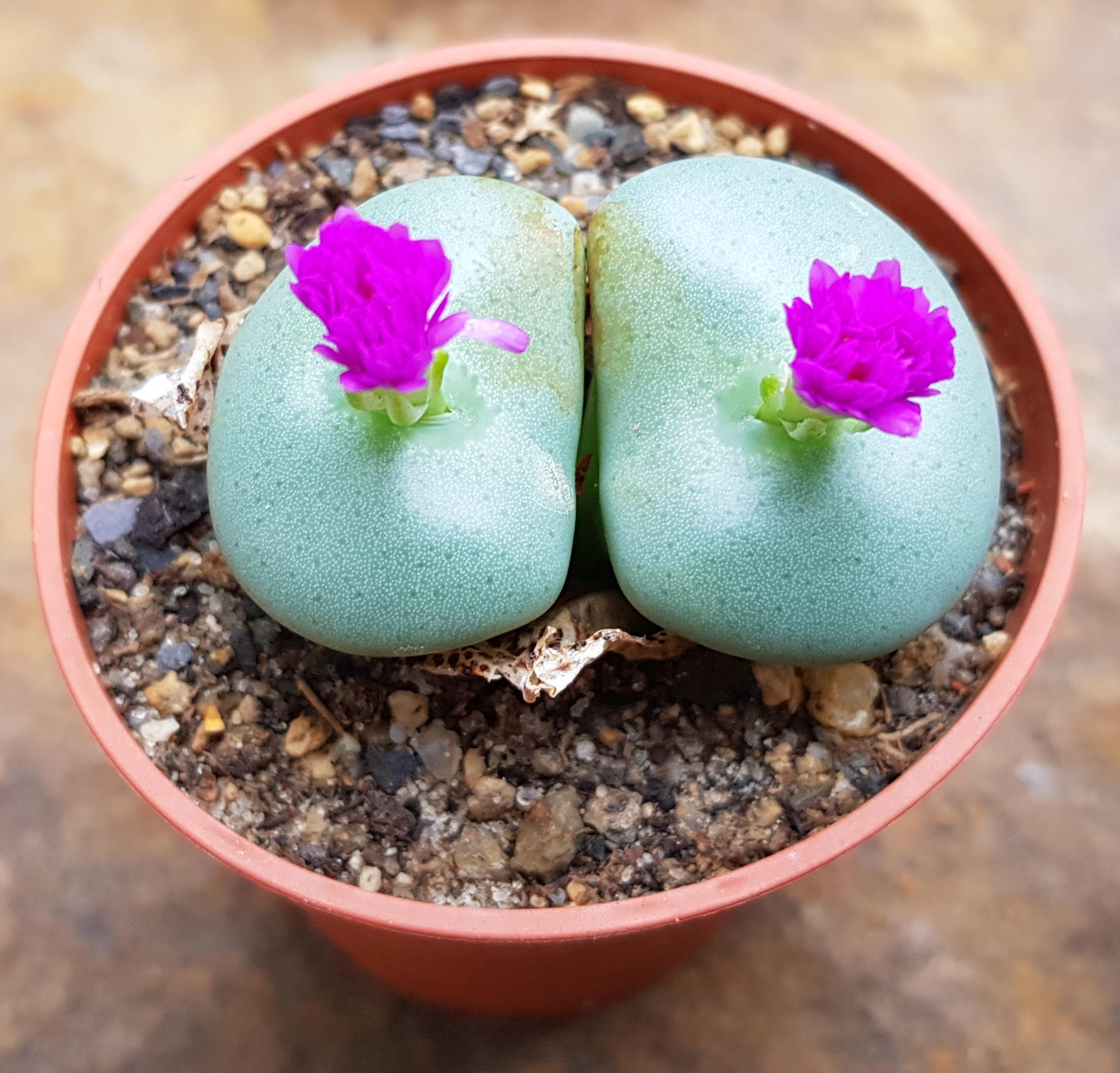Conophytum wettsteinii