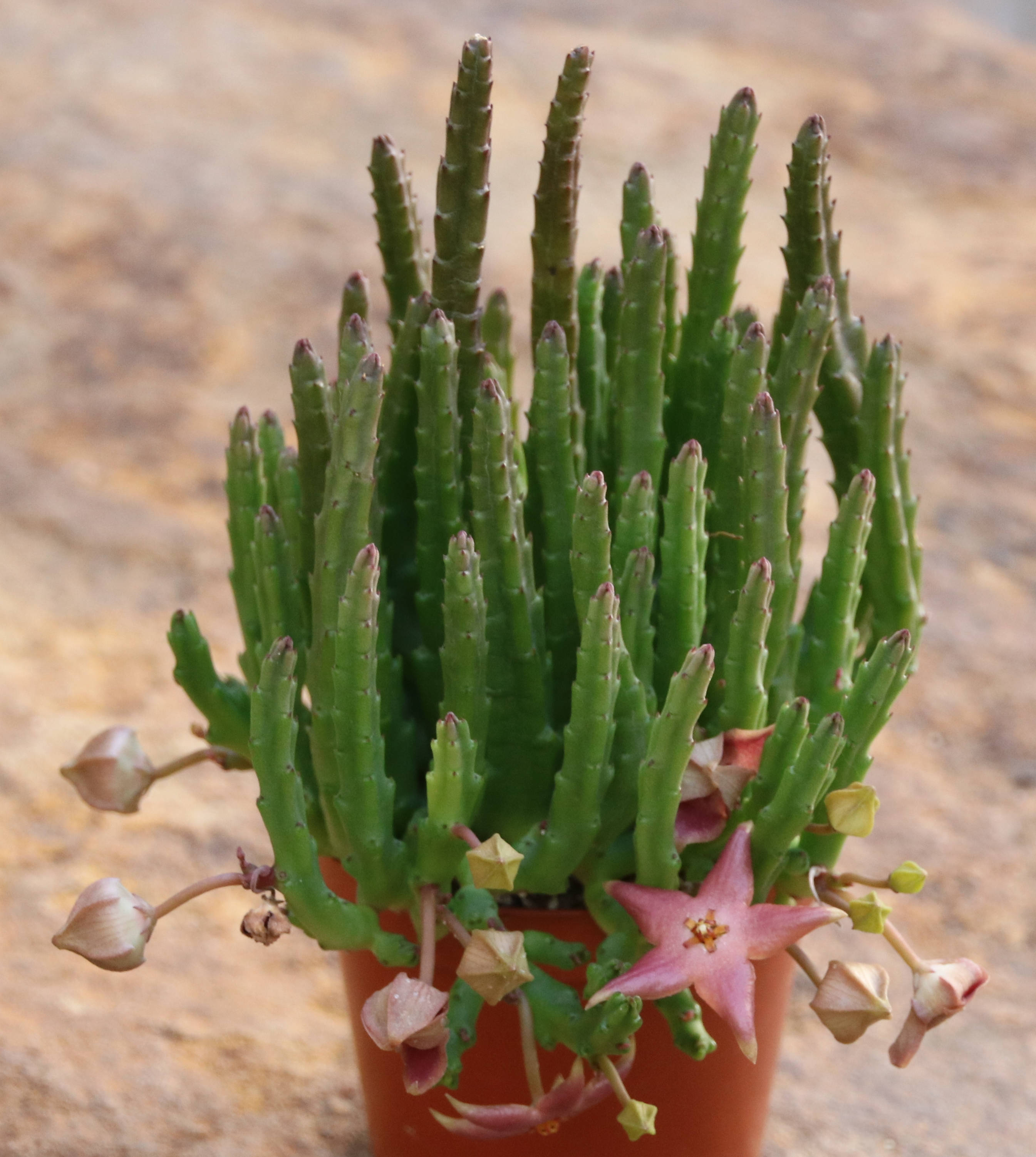 Stapelia scitula Kakteen Shop