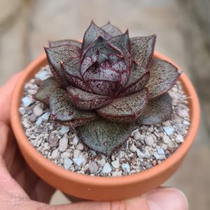 Echeveria purpusorum