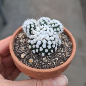 Mammillaria vetula ssp. gracilis c.v. Arizona Snowcap