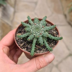 Euphorbia gorgonis