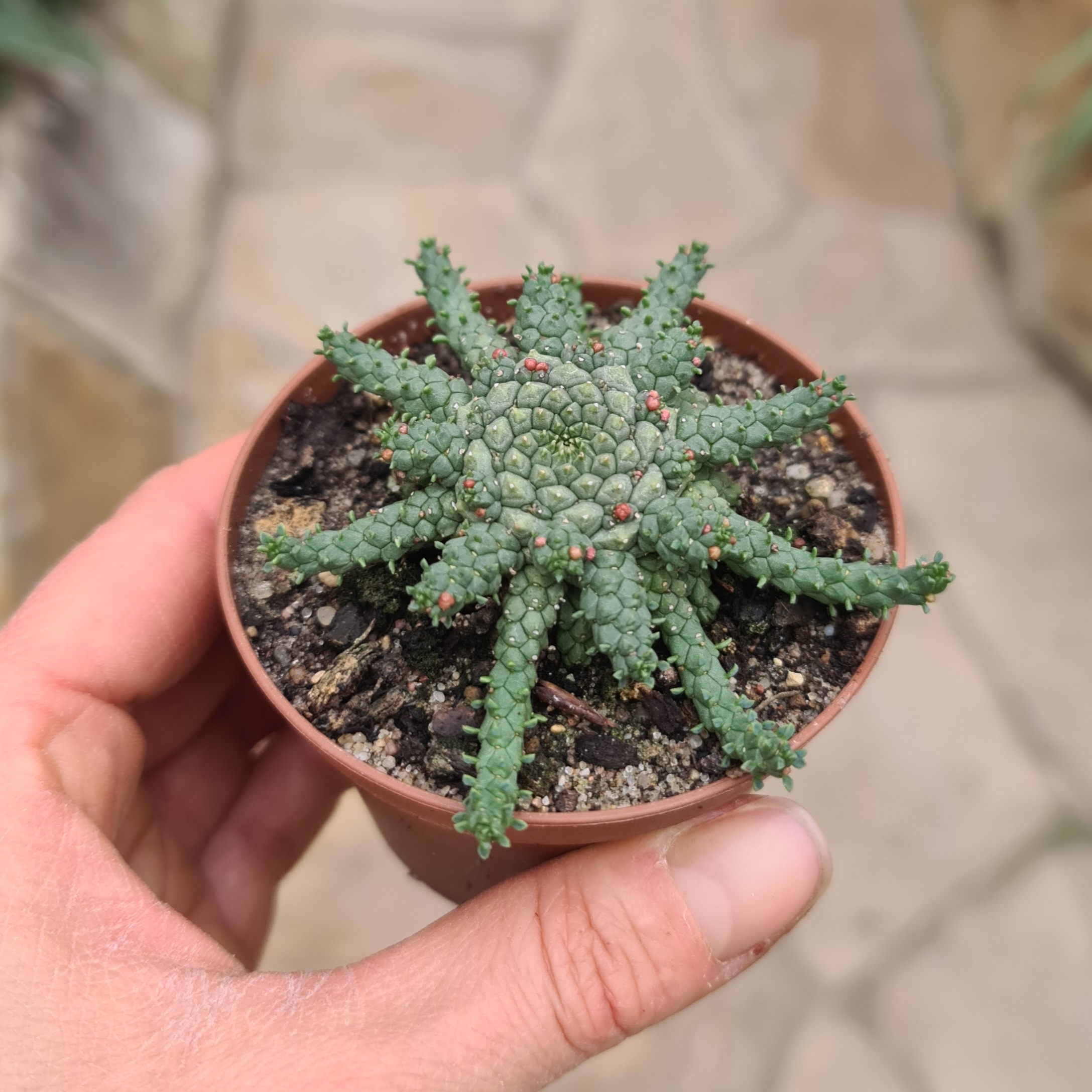 Euphorbia gorgonis