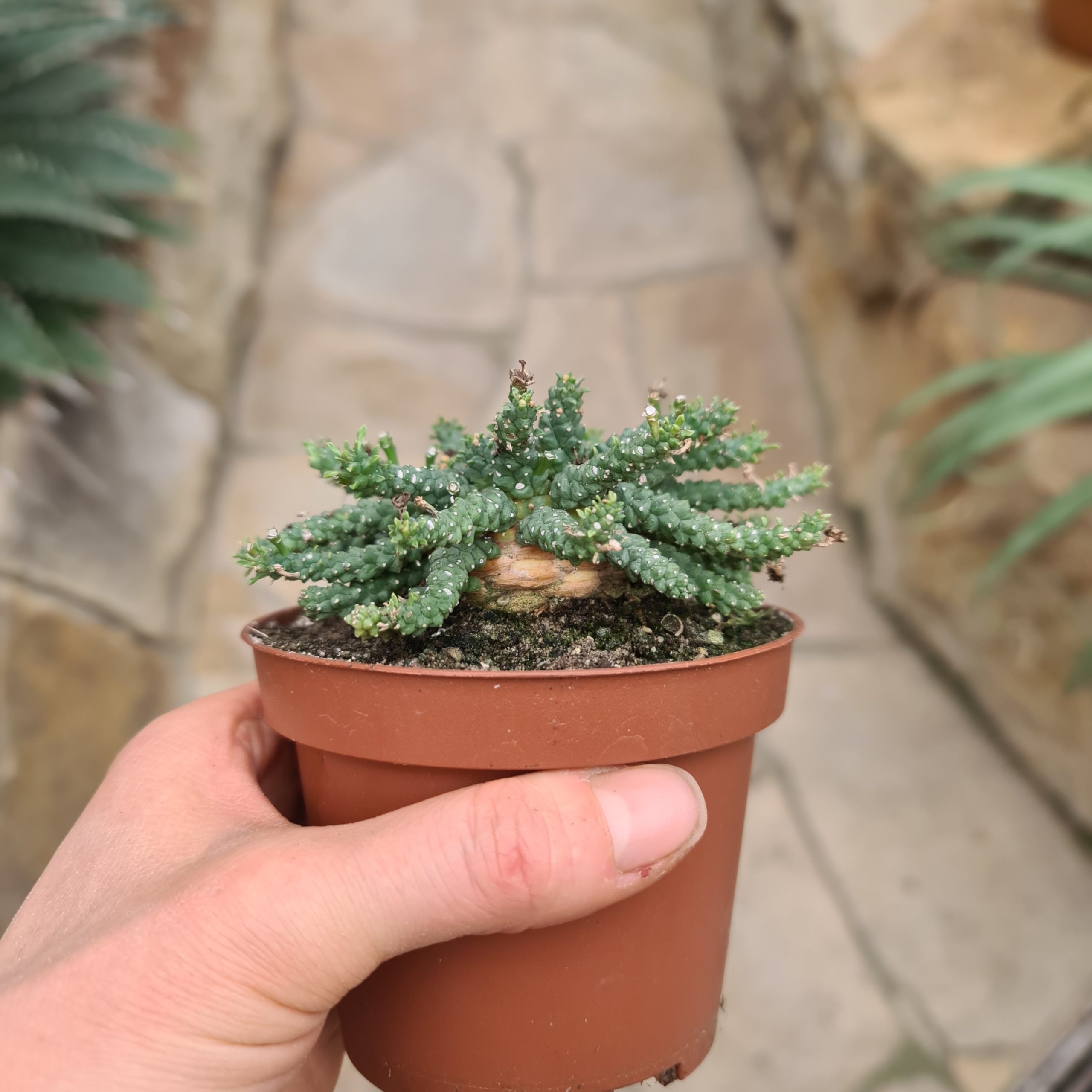 Euphorbia gorgonis
