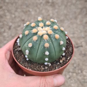 Astrophytum asterias hybride