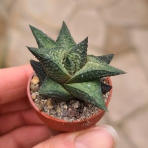 Haworthia brownii