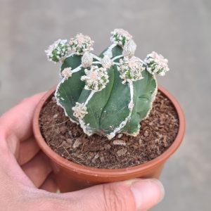 Astrophytum myriostigma cv. hakujo fukuryu
