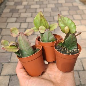Rhipsalis pachyptera