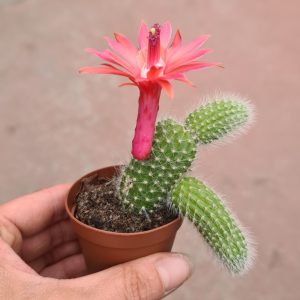 Cleistocactus winteri subs. colademononis