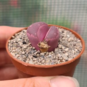 Lithops optica rubra
