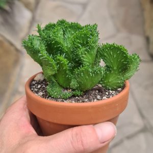 Euphorbia pugniformis cristata