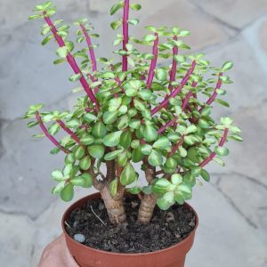 Portulacaria afra cv. mediopicta