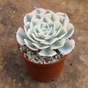 Echeveria glauca variegata 'Compton Carousel'