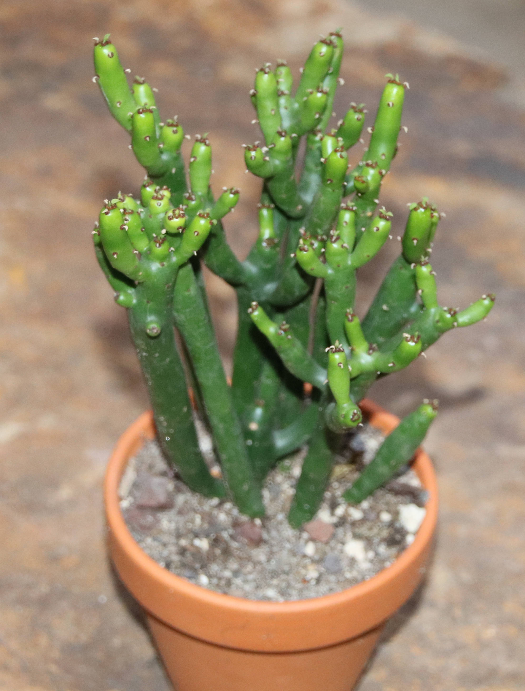 Euphorbia alluaudi Kakteen Shop