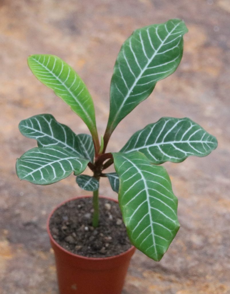 Euphorbia leuconeura