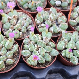 Conophytum taylorianum ssp. ernianum