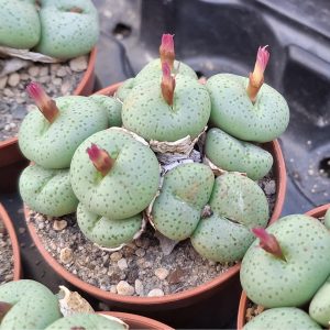 Conophytum uviforme ssp.uviforme "giftbergense"
