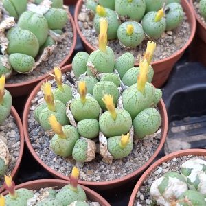 Conophytum uvaeforme "Kwaggashap"