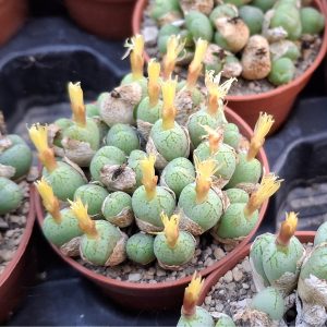 Conophytum minimum