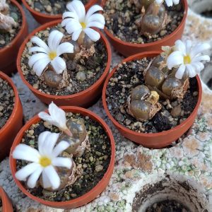 Conophytum obcordellum conspicuum CR 1006