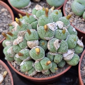 Conophytum spec 1