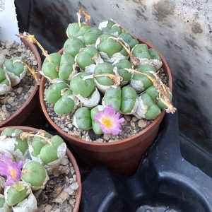 Conophytum truncatum ssp.viridicatum
