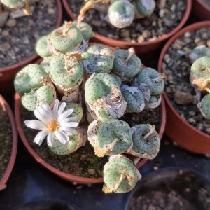 Conophytum praecox