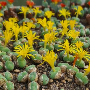 Conophytum auctum