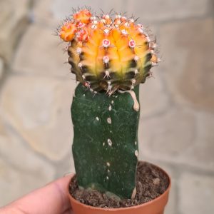 Gymnocalycium mihanovichii cv. tricolor