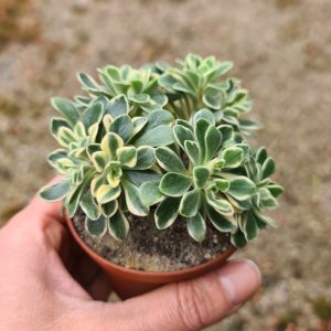 Aeonium domesticum variegata